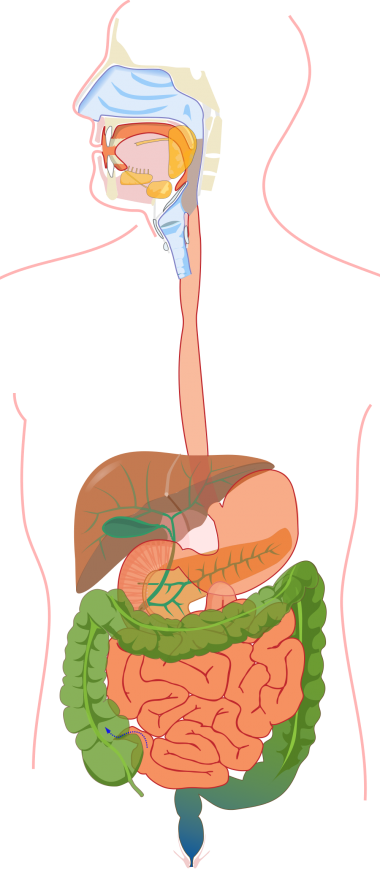 ECV Unit: Digestive System | CLAD VOCAB