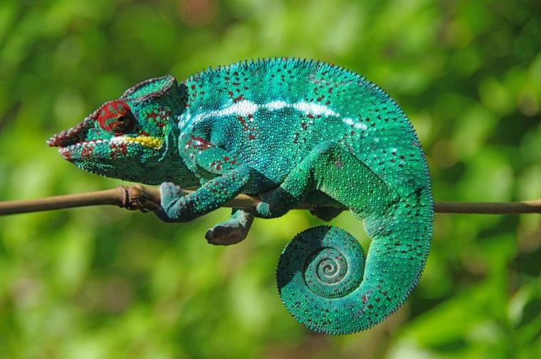 chameleons