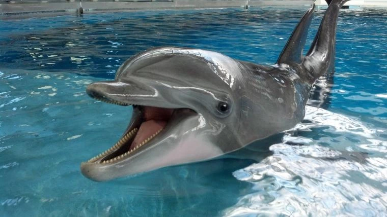 dolphin