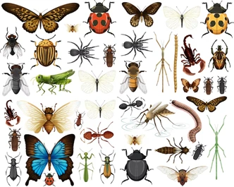 ECVI insects