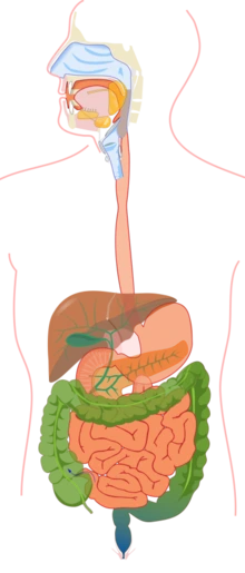 digestive system